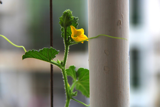 丝瓜花