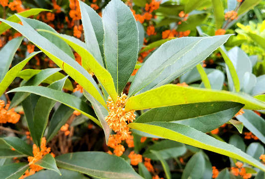 金桂花