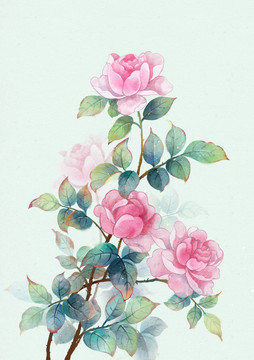 水彩月季插畫