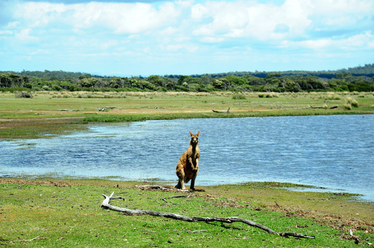 澳洲塔斯马尼亚湖边一只站立袋鼠