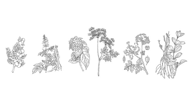 中藥線稿插畫