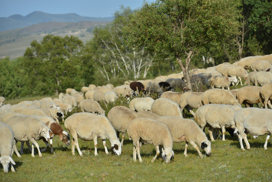 草原羊群