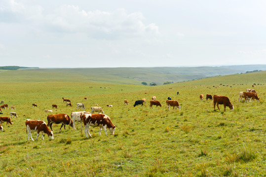 草原牧牛