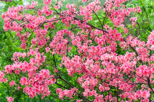 杜鹃花映山红花