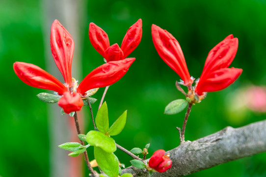 杜鹃花映山红花