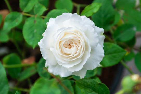 月季花大花月季白玫瑰