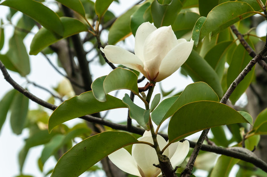 白玉兰花