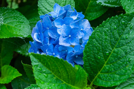 绣球花粉团花无尽夏八仙花