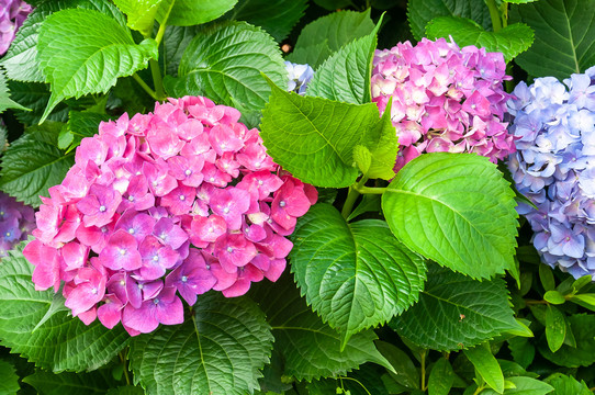 绣球花粉团花无尽夏八仙花