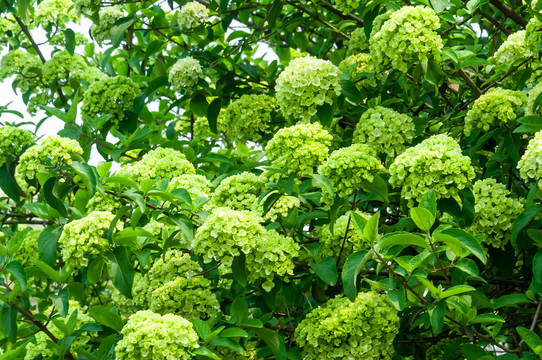 绣球花粉团花无尽夏八仙花