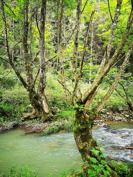 山溪水