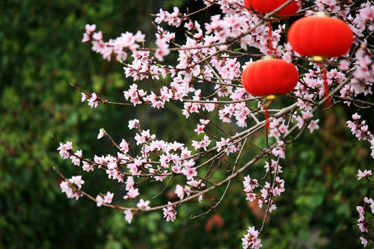 桃花枝