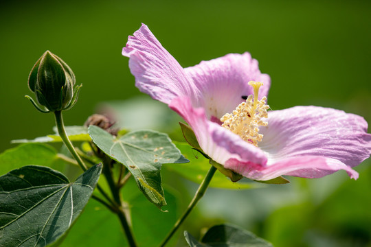 芙蓉花