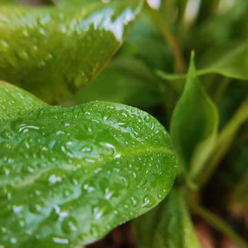 绿植露水