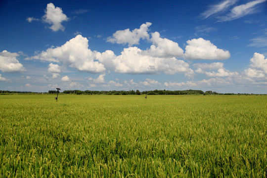 蓝天白云下的稻田
