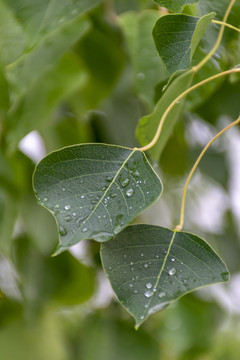 雨中绿叶