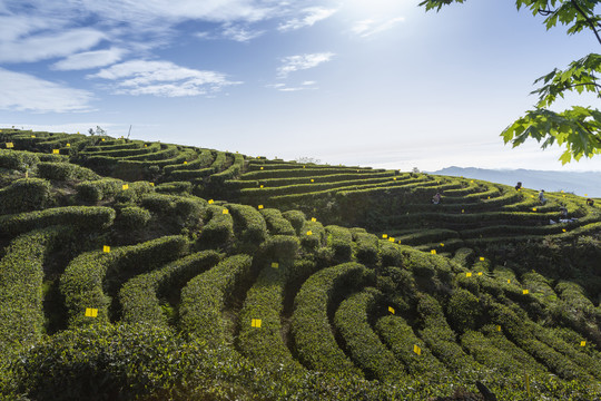 蓝天白云蜿蜒茶山风光