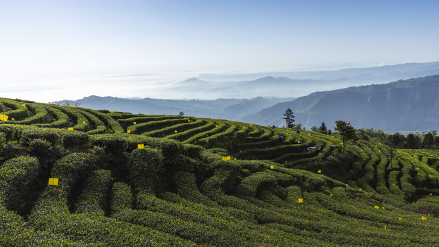 薄雾缭绕山脉蜿蜒茶山风光