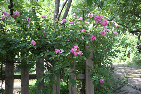 木篱笆上盛开的蔷薇花
