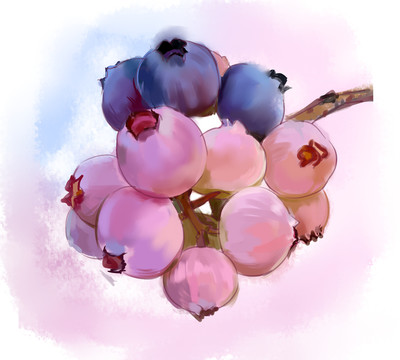 水彩藍莓插畫