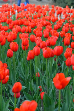 郁金香花海