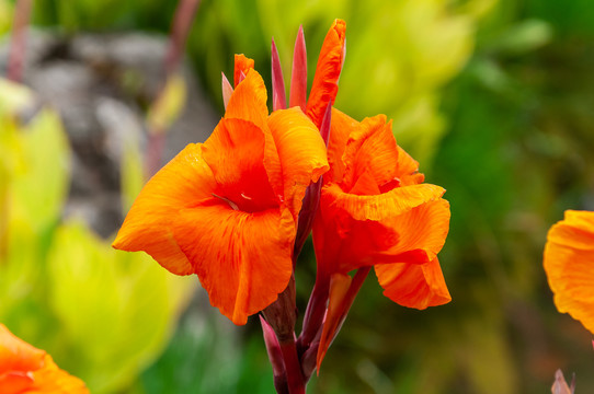 美人蕉花