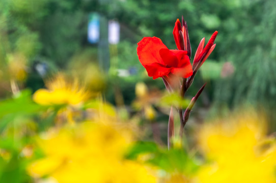 美人蕉花