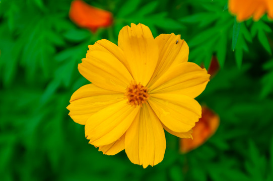 黄秋英花格桑花