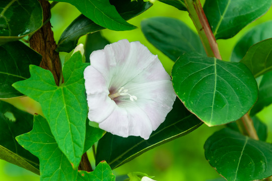 喇叭花牵牛花打碗花田旋花