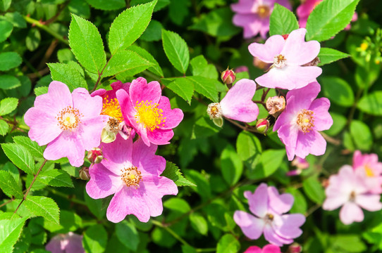 蔷薇花野蔷薇