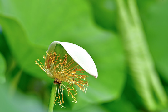 荷花雅韵