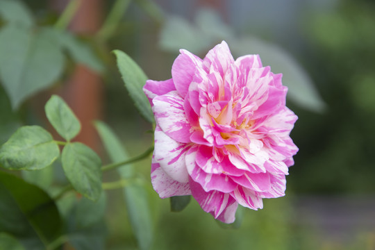 粉色月季花