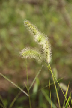 狗尾巴草