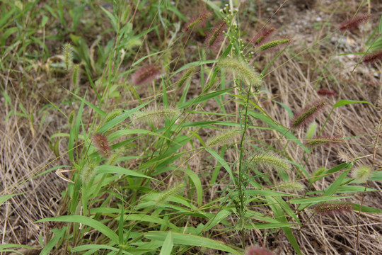 狗尾巴草