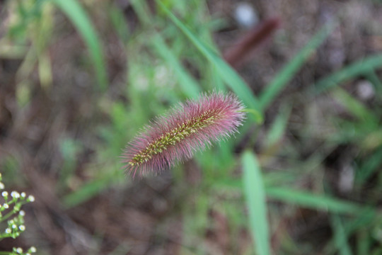 狗尾巴草