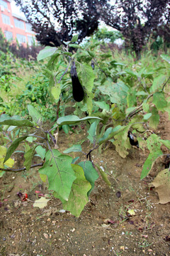 茄子种植