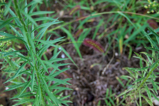 狗尾巴草