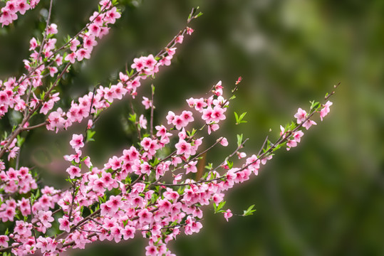 桃花红