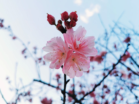 粉红色的樱花