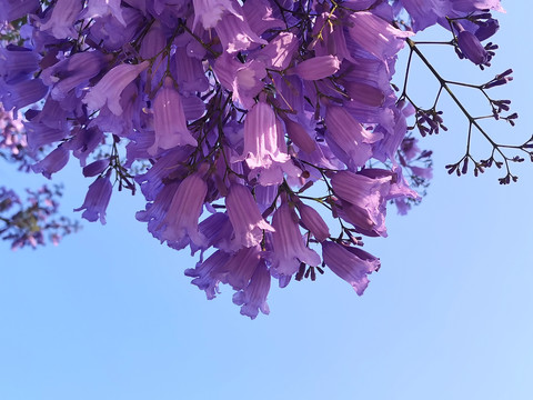 蓝花楹特写