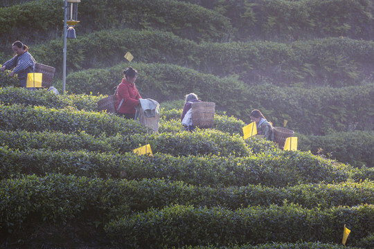 茶山采茶女