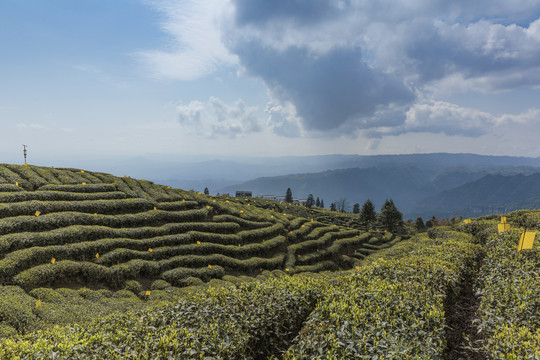 蓝天白云茶山风光