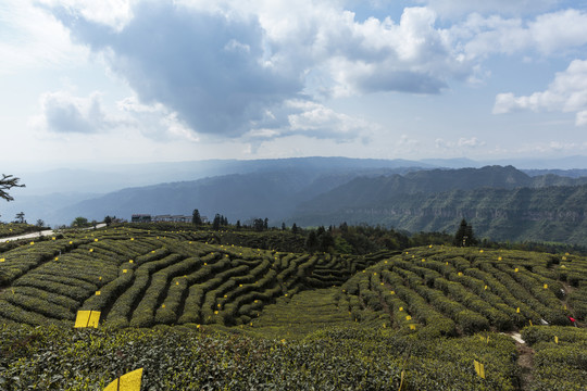 蓝天白云茶山风光