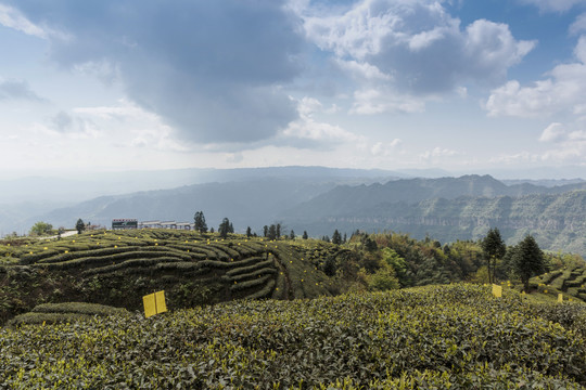 宜宾屏山大乘镇岩门茶山