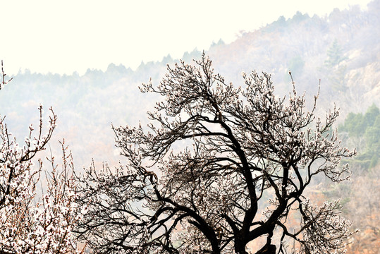 梅花开放在大山里