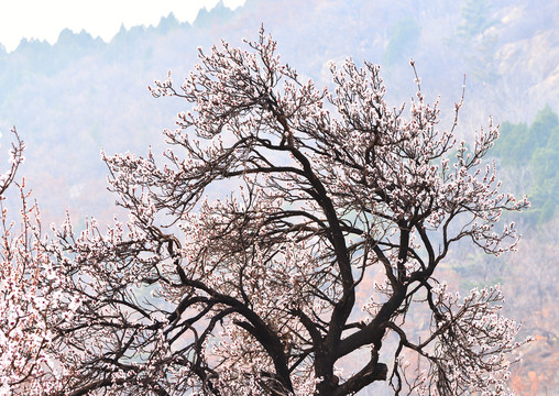 梅花开放在大山里