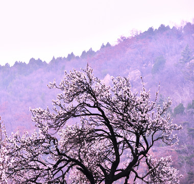 梅花开放在大山里