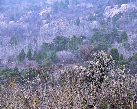 梅花开放在大山里