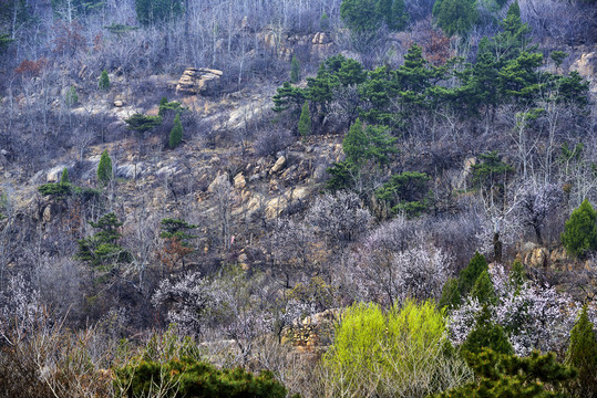 梅花开放在大山里