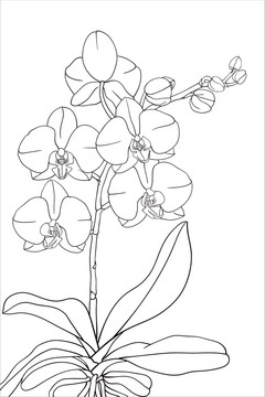 矢量線描蝴蝶蘭花白描花卉線稿